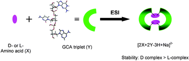 Graphical abstract: Chiral discrimination of α-amino acids by the DNA triplet GCA