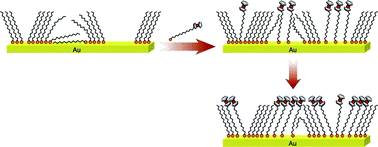 Graphical abstract: Ferrocenylalkylthiolate labeling of defects in alkylthiol self-assembled monolayers on gold