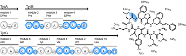 Graphical abstract: Macrocyclization strategies in polyketide and nonribosomal peptide biosynthesis