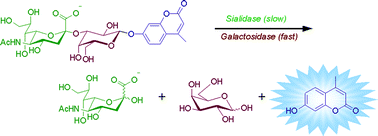Graphical abstract: Natural sialoside analogues for the determination of enzymatic rate constants