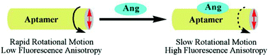 Graphical abstract: Aptamer-based analysis of angiogenin by fluorescence anisotropy