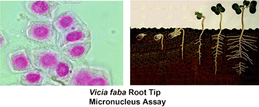 Graphical abstract: Genotoxicity assessment of soils from wastewater irrigation areas and bioremediation sites using the Vicia faba root tip micronucleus assay