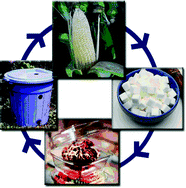 Graphical abstract: Synthesis of functionalized biodegradable polyesters