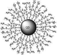 Graphical abstract: Surface modification and functionalization of semiconductor quantum dots through reactive coating of silanes in toluene