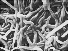 Graphical abstract: Hydrazide-based organogels and liquid crystals with columnar order