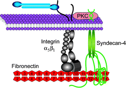 Graphical abstract: Integrins and syndecan-4 make distinct, but critical, contributions to adhesion contact formation