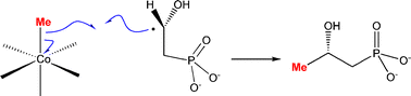 Graphical abstract: New insight into the mechanism of methyl transfer during the biosynthesis of fosfomycin