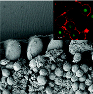 Graphical abstract: A novel 3D mammalian cell perfusion-culture system in microfluidic channels