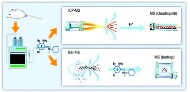 Graphical abstract: Application of inductively coupled plasma mass spectrometry in drug metabolism studies