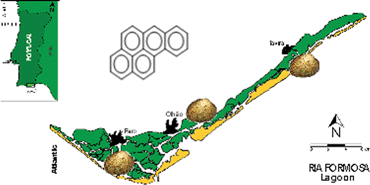 Graphical abstract: Polycyclic aromatic hydrocarbons in clams Ruditapes decussatus (Linnaeus, 1758)