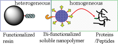 Graphical abstract: A novel quantitative proteomics reagent based on soluble nanopolymers