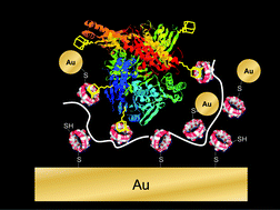 Graphical abstract: Amperometric biosensor for xanthine with supramolecular architecture