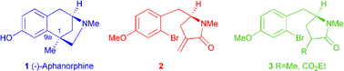 Graphical abstract: Cyclic sulfamidates as versatile lactam precursors. An evaluation of synthetic strategies towards (−)-aphanorphine