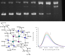 Graphical abstract: The first dinuclear copper(ii) and zinc(ii) complexes containing novel Bis-TACN: syntheses, structures, and DNA cleavage activities