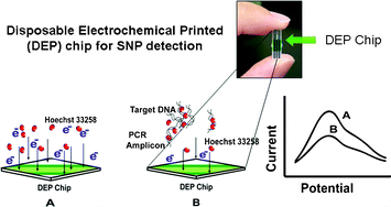 Graphical abstract: Electrochemical DNA biosensor using a disposable electrochemical printed (DEP) chip for the detection of SNPs from unpurified PCR amplicons
