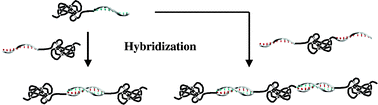 Graphical abstract: DNA multiblock copolymers