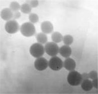 Graphical abstract: Green synthesis of silver nanoparticles using Capsicum annuum L. extract