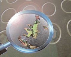 Graphical abstract: Investigation of the first shot phenomenon in MALDI mass spectrometry of protein complexes