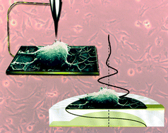 Graphical abstract: Label-free detection of neuron–drug interactions using acoustic and Kelvin vibrational fields