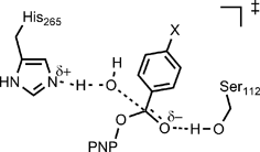 Graphical abstract: Investigation of a general base mechanism for ester hydrolysis in C–C hydrolase enzymes of the α/β-hydrolase superfamily: a novel mechanism for the serine catalytic triad