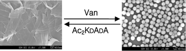 Graphical abstract: Vancomycin-induced morphological transformation of self-assembled amphiphilic diacetylene supramolecules