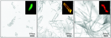 Graphical abstract: Synthesis and characterization of positively capped CdTe quantum wires that exhibit strong luminescence in aqueous media