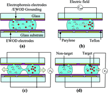 Graphical abstract: Concentration and binary separation of micro particles for droplet-based digital microfluidics