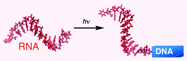 Graphical abstract: Highly sequence specific RNA terminal labeling by DNA photoligation