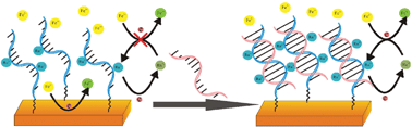Graphical abstract: DNA hybridization “turns on” electrocatalysis at gold electrodes