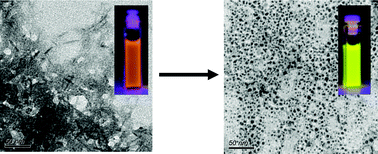 Graphical abstract: A facile route to CdTe nanoparticles and their use in bio-labelling