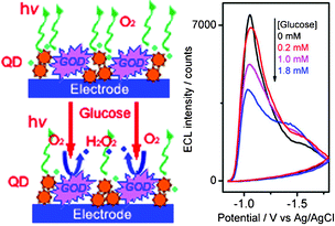 Graphical abstract: Enzyme–quantum dots architecture for highly sensitive electrochemiluminescence biosensing of oxidase substrates