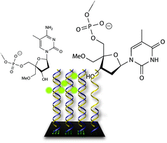 Graphical abstract: Increased single nucleotide discrimination in arrayed primer elongation by 4′C-modified primer probes