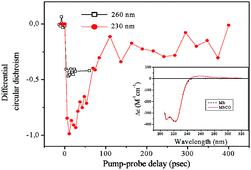 Graphical abstract: Subpicosecond UV spectroscopy of carbonmonoxy-myoglobin: absorption and circular dichroism studies