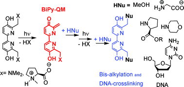 Graphical abstract: Bipyridyl ligands as photoactivatable mono- and bis-alkylating agents capable of DNA cross-linking