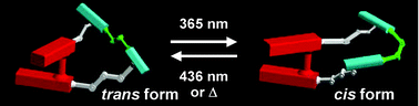 Graphical abstract: Light-driven twisting behaviour of chiral cyclic compounds