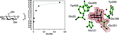 Graphical abstract: Structural basis for cyclophellitol inhibition of a β-glucosidase