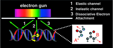 Graphical abstract: Dissociative electron attachment to abasic DNA