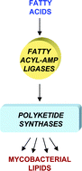 Graphical abstract: Versatile polyketide enzymatic machinery for the biosynthesis of complex mycobacterial lipids