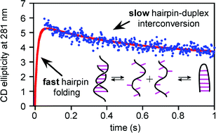 Graphical abstract: Structure and folding dynamics of a DNA hairpin with a stabilising d(GNA) trinucleotide loop: influence of base pair mis-matches and point mutations on conformational equilibria