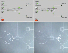 Graphical abstract: A biological sensor platform using a pneumatic-valve controlled microfluidic device containing Tetrahymena pyriformis