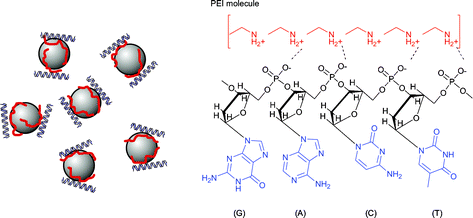 Graphical abstract: Polyethyleneimine functionalized iron oxide nanoparticles as agents for DNA delivery and transfection