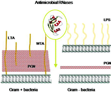 Graphical abstract: Mammalian antimicrobial proteins and peptides: overview on the RNase A superfamily members involved in innate host defence