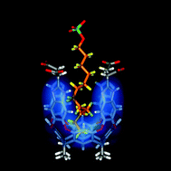 Graphical abstract: Contortions of encapsulated alkyl groups