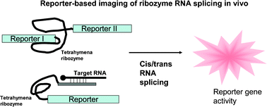 Graphical abstract: Visualizing RNA splicing in vivo
