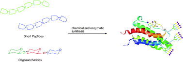 Graphical abstract: Chemoenzymatic approaches to glycoprotein synthesis
