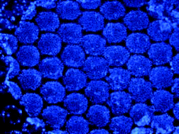 Graphical abstract: Microfabricated embryonic stem cell divider for large-scale propagation of human embryonic stem cells