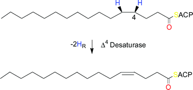 Graphical abstract: Stereochemistry of Δ4 dehydrogenation catalyzed by an ivy (Hedera helix) Δ9 desaturase homolog