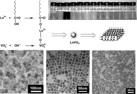 Graphical abstract: General synthesis of colloidal rare earth orthovanadate nanocrystals