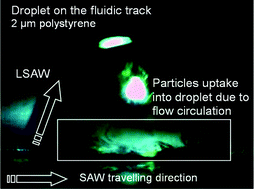 Graphical abstract: Microparticle collection and concentration via a miniature surface acoustic wave device