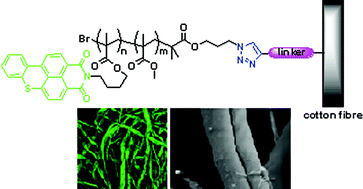 Graphical abstract: Synthesis of azide/alkyne-terminal polymers and application for surface functionalisation through a [2 + 3] Huisgen cycloaddition process, “click chemistry”